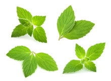 Mint Leaves Isolated. Set