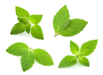 mint leaves isolated. set