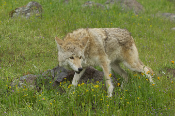 Wall Mural - coyote