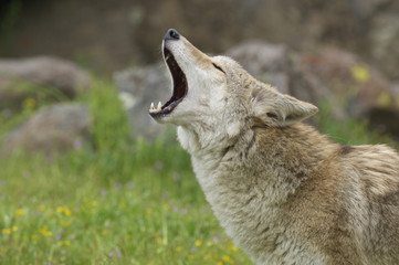 Wall Mural - coyote