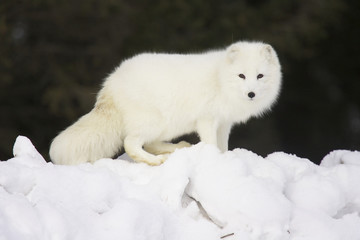 Wall Mural - arctic fox in deep white snow