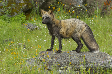 Wall Mural - cross fox