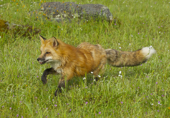 Wall Mural - red fox walking