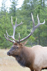 Wall Mural - canadian elk