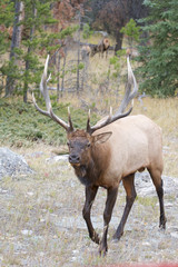 Wall Mural - canadian elk