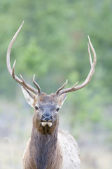 Wall Mural - canadian elk