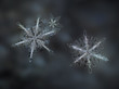 Macro photo of three real snowflakes on dark gray blur background. All these stellar dendrite snow crystals have similar complex shape and long, elegant arms with many small and thin side branches.