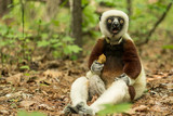Fototapeta  - Duke Lemur Research