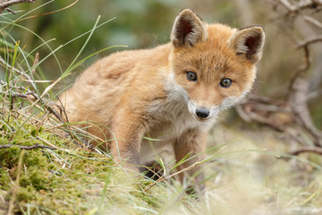 Canvas Print - red fox cub in nature