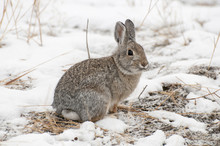 Mountain Cottontail Rabbit On Snow With Dead Grass As Forage