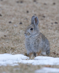 Wall Mural - mountain cottontail rabbit