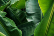 canvas print picture - Big green banana leaves in Asia (Thailand)