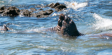 Northern Elephant Seals Fighting In The Pacific At The Piedras Blancas Elephant Seal Rookery On The Central Coast Of California U S A