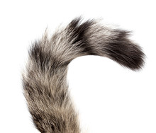 Striped Cat Tail On White Background
