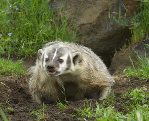 Wall Mural - American Badger