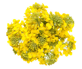 Wall Mural - Rapeseed Flower Isolated on White Background