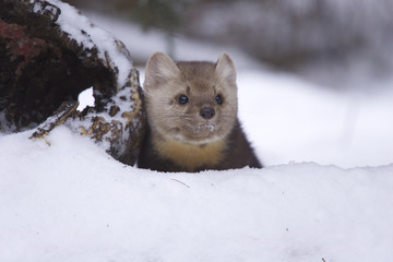 Wall Mural - Pine Martin