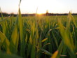 Sunrise Grass