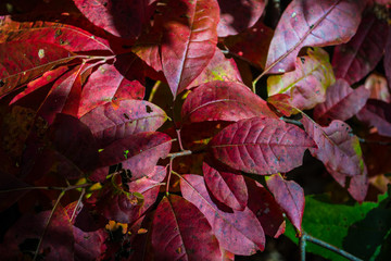 Red Fall leaves pattern