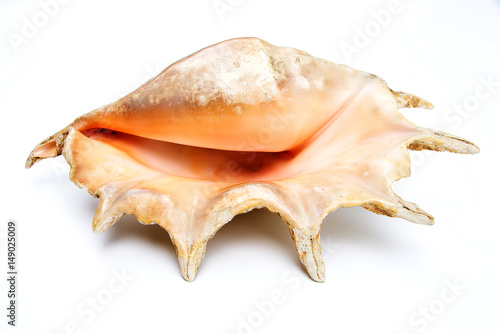 Cuadros en Lienzo seashell on a white background for isolation, isolated large sea shell - Drupa r