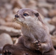 © shaunwilkinson - Otter