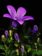 Gros plan de fleurs dans la nuit