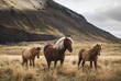 © Rob Sese - Icelandic horses standing in field against mountains