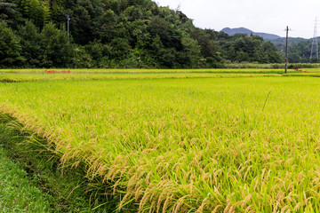 Wall Mural - Rice field