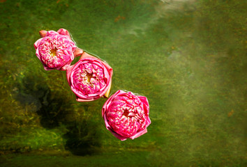 Lotus flowers floating on water with dark background. flat top view