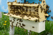 The device is designed to collect pollen attached to the hive. Apiculture. Bees collect pollen.