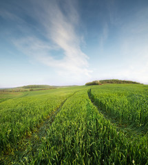 Poster - Field and sky in the summer time. Agricultural landscape