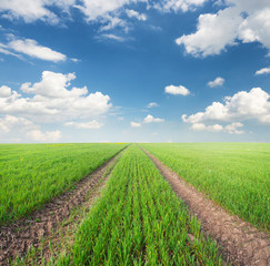 Poster - Rows on the field. Agricultural landscape in the summer time.