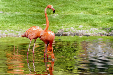 Pair of flamingos stand in a pond. Lanscape for poster