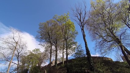 Wall Mural - Trees growing on hill top in front of Skipton Castle walls.