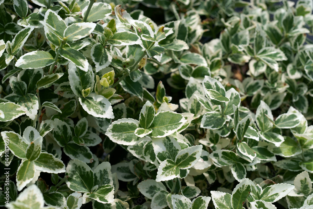 Euonymus fortunei Silver Queen / spindle / winter creeper  - obrazy, fototapety, plakaty 
