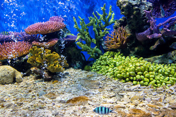 Wall Mural - Aquarium fish with coral and aquatic animals