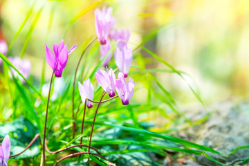 Wall Mural - Gentle pink wildflowers