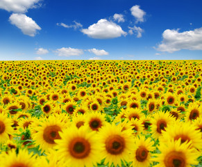 Wall Mural - field of blooming sunflowers