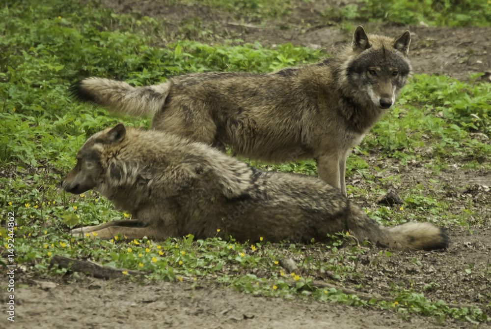 Obraz na płótnie Odpoczywające wilki w Polsce w salonie