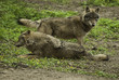 Odpoczywające wilki w Polsce