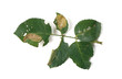 Mined leaf of rose / Emmetia angusticollella / Coptotriche angusticollella / 