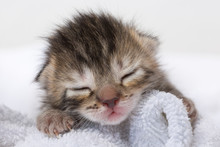 Beautiful Newborn Kitten With Eyes Shut