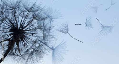 Fototeppich - Dandelion silhouette fluffy flower on blue sunset sky (von Chepko Danil)