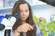 © Science RF - Female biology student cutting leaf from plant