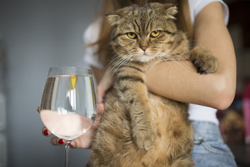 Wall Mural - girl holding her funny cat and a glass of water with lemon slice. cruel cat and a lemonade in a glas