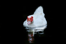 White  Muscovy Ducks Swim In Pond