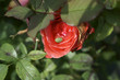 Palomena prasina / shield bug on Rose flower