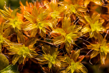 leaf texture flowery fall  