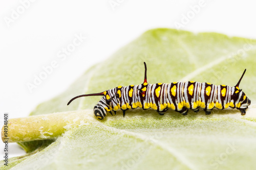 Fotografie, Obraz Caterpillar of plain tiger butterfly eating leaf