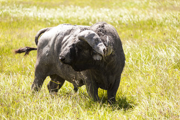 Wall Mural - The African buffalo or Cape buffalo is a large African bovine. Tanzania Africa 